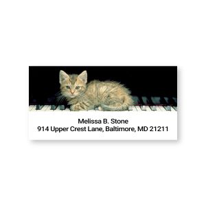 A close-up of a rectangular return address label featuring a fluffy tabby kitten lying down on a piano keyboard next to custom text.
