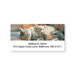 A personalized return address label featuring a photograph of a fluffy tabby cat sleeping comfortably outdoors on colorful patio cushions.