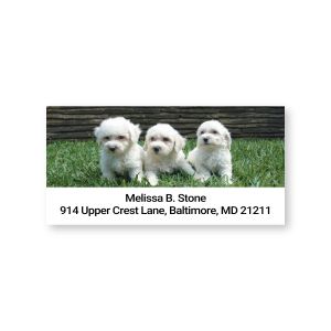 Single personalized address label featuring three fluffy white Bichon Frise puppies sitting together above custom contact text.